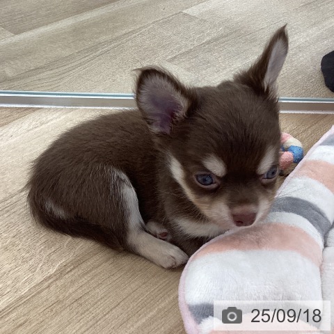 チワワの写真