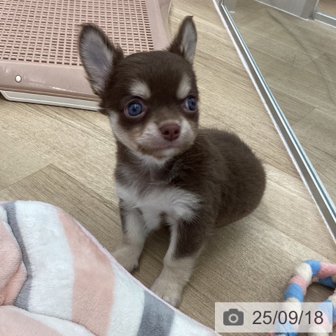 チワワの写真