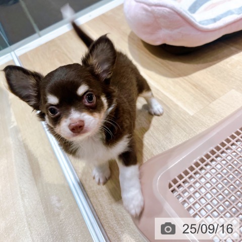チワワの写真