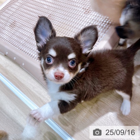 チワワの写真