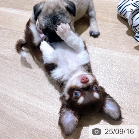 チワワの写真