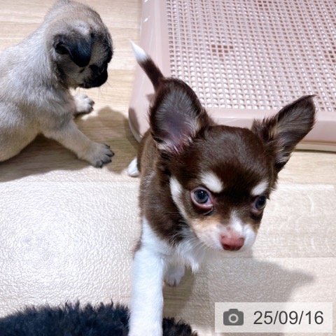 チワワの写真