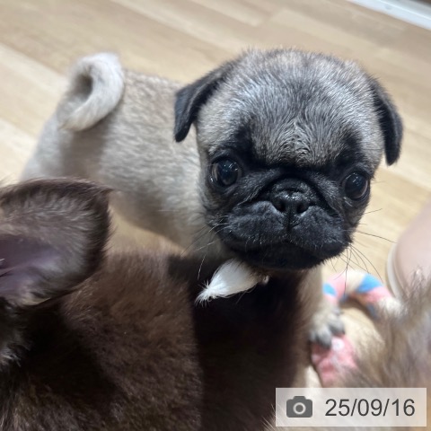 パグの写真