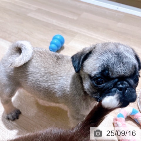 パグの写真