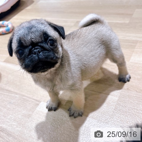 パグの写真