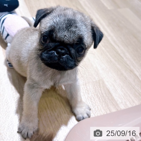 パグの写真
