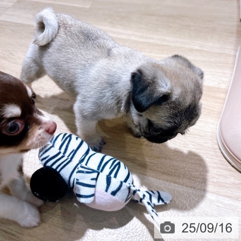パグの写真