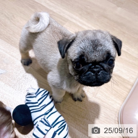 パグの写真