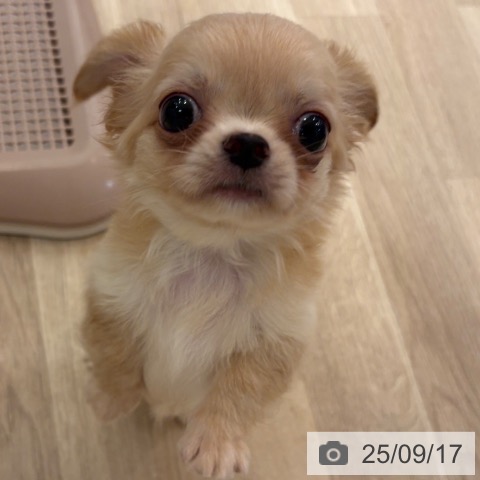 チワワの写真