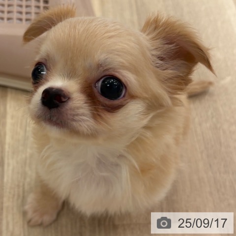 チワワの写真