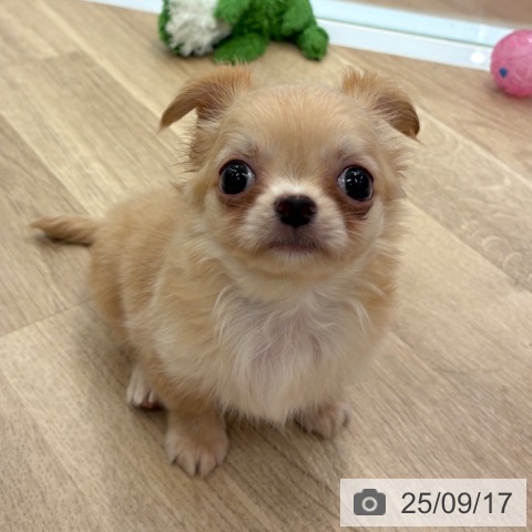 チワワの写真