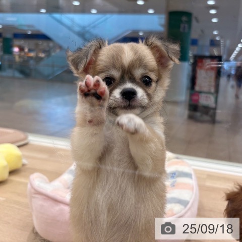 チワワの写真