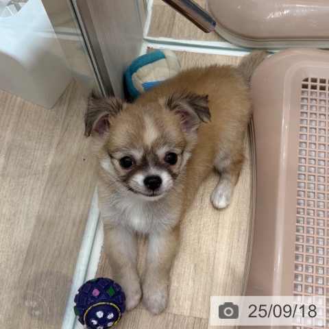 チワワの写真