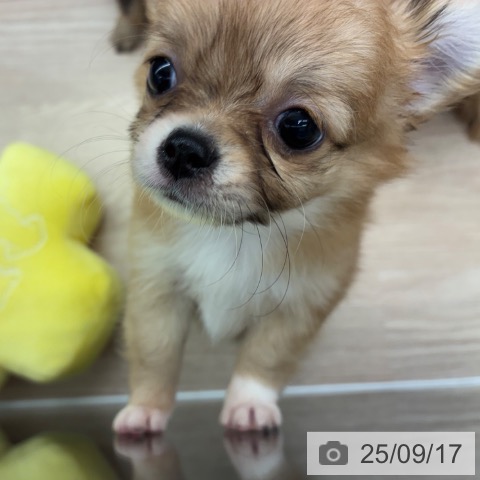 チワワの写真