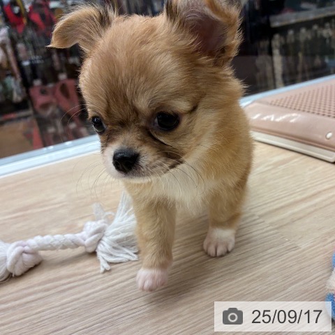 チワワの写真