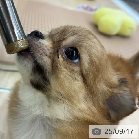 チワワの写真
