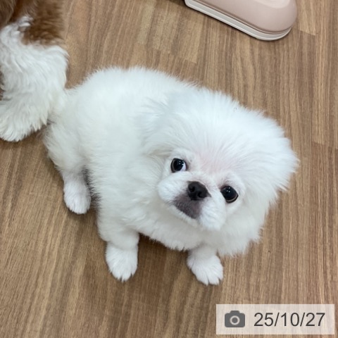 ペキニーズの写真