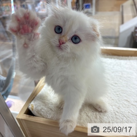 スコティッシュフォールドの写真