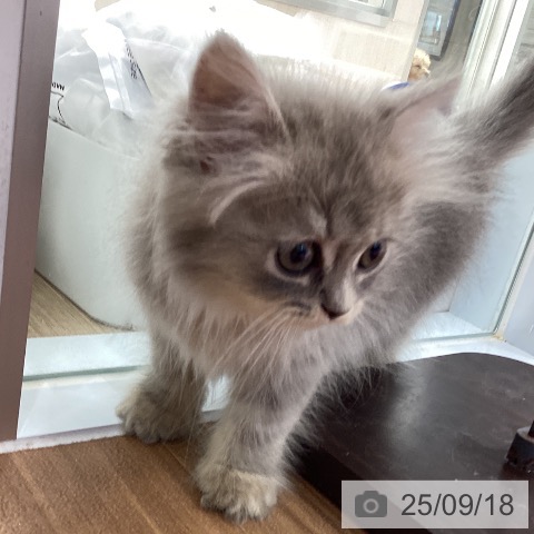 ラガマフィンの写真
