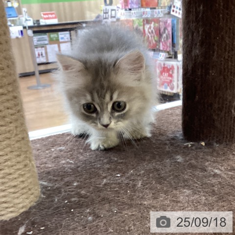 ラガマフィンの写真