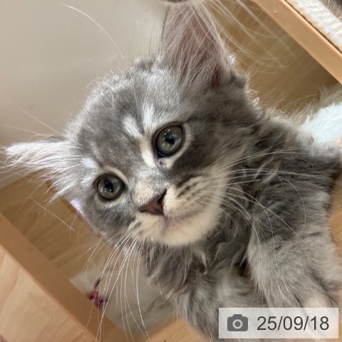ラガマフィンの写真