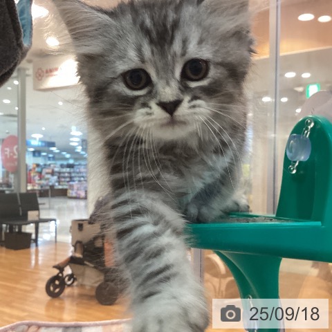 ラガマフィンの写真
