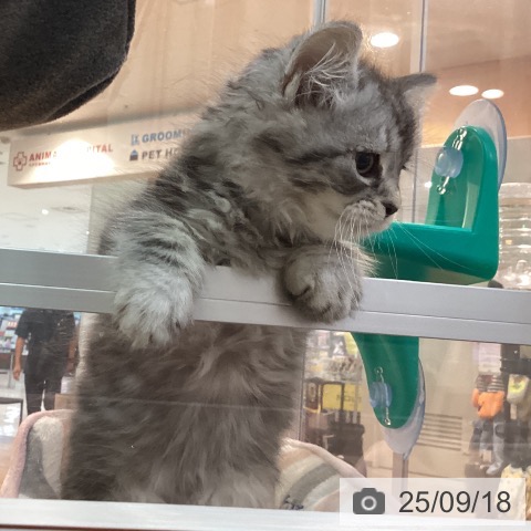 ラガマフィンの写真