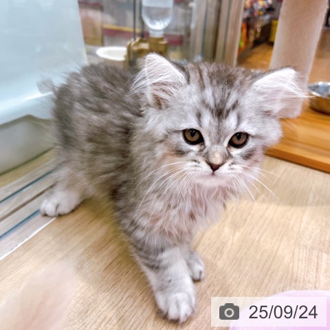 ラガマフィンの写真
