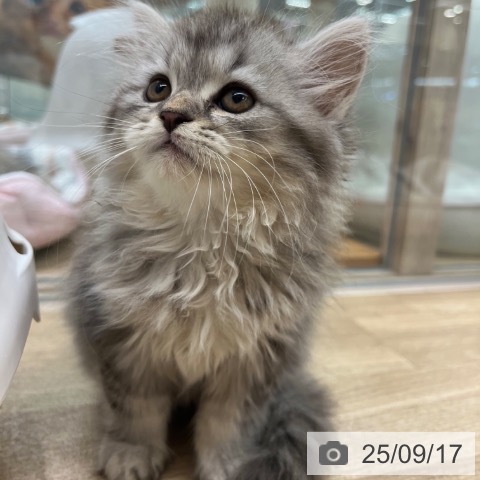 ラガマフィンの写真