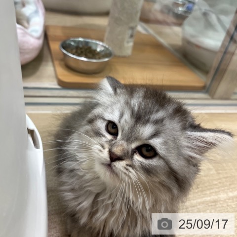 ラガマフィンの写真