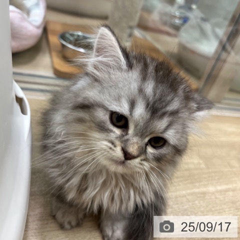ラガマフィンの写真