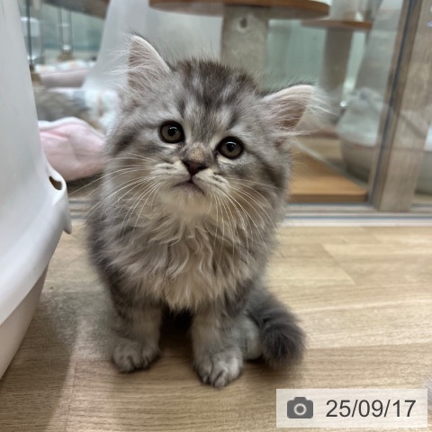 ラガマフィンの写真