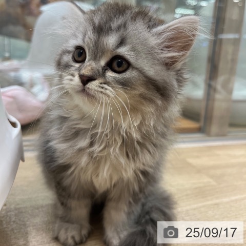 ラガマフィンの写真