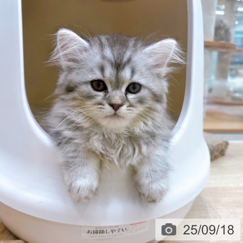 ラガマフィンの写真