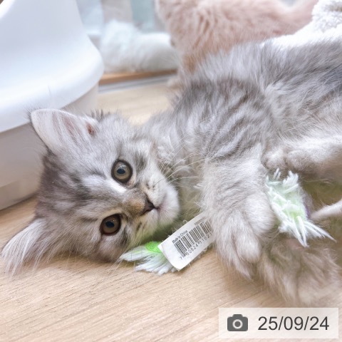 ラガマフィンの写真