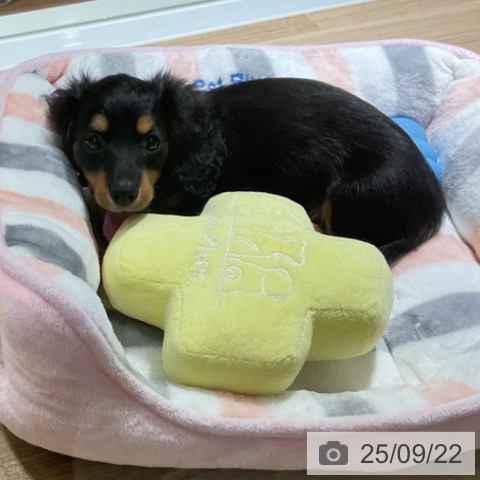 ミニチュア・ダックスフンドの写真