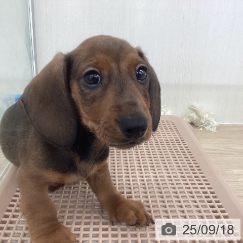 ミニチュア・ダックスフンドの写真