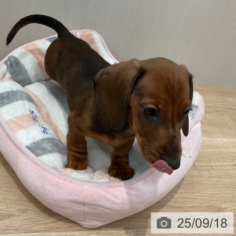 ミニチュア・ダックスフンドの写真