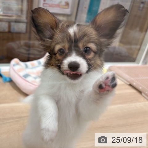 パピヨンの写真