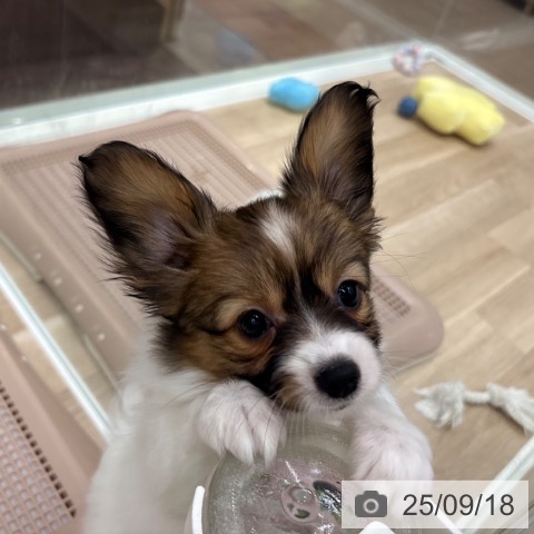 パピヨンの写真