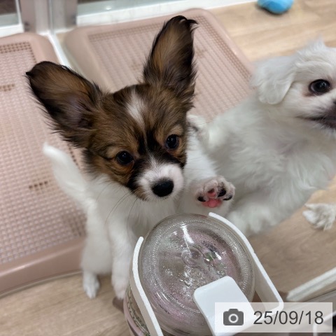 パピヨンの写真