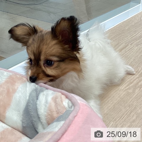 パピヨンの写真