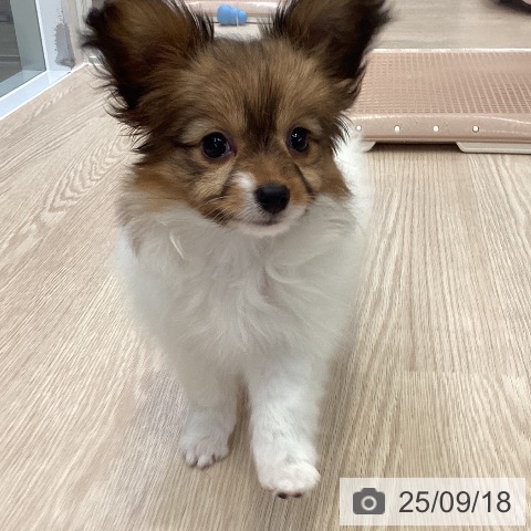 パピヨンの写真