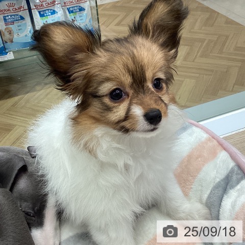 パピヨンの写真