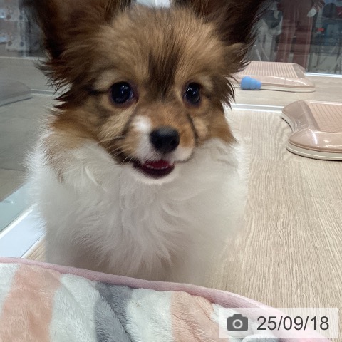 パピヨンの写真
