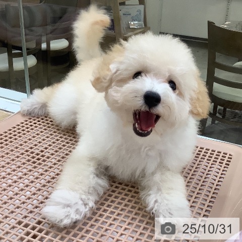 トイ・プードルの写真