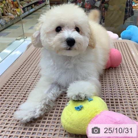 トイ・プードルの写真