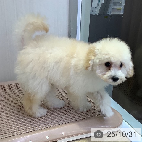 トイ・プードルの写真