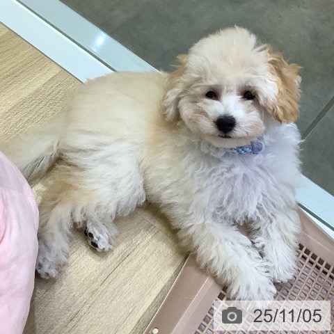 トイ・プードルの写真