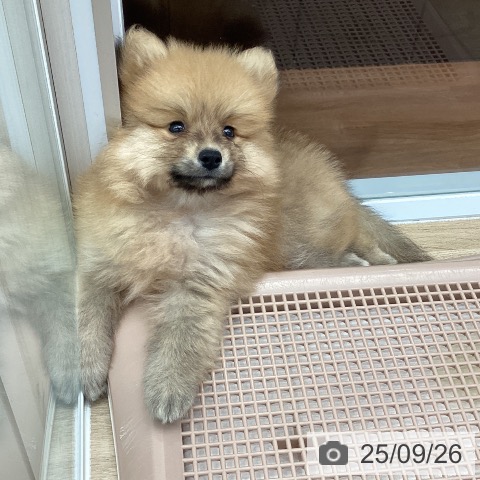 ポメラニアンの写真
